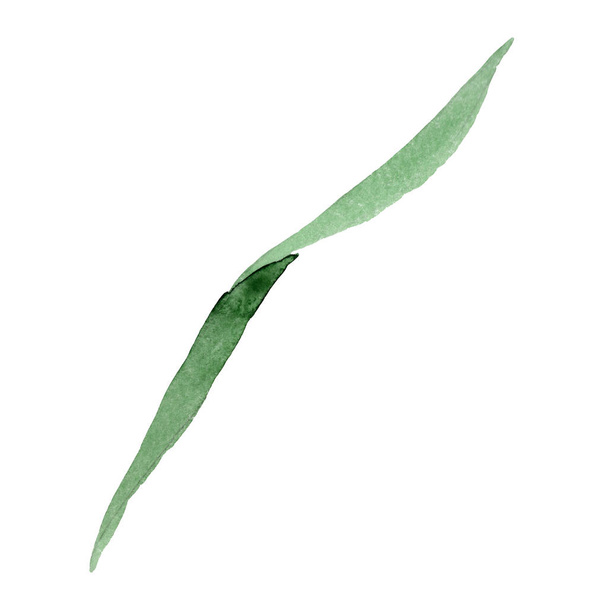 ナルキッソス緑の葉の花植物の花。水彩画の背景セット。孤立したナルキッソスイラスト要素. - 写真・画像