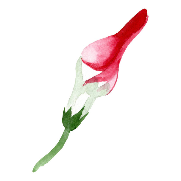 ストロファンサス花植物の花。水彩画の背景セット。孤立した花のイラスト要素. - 写真・画像