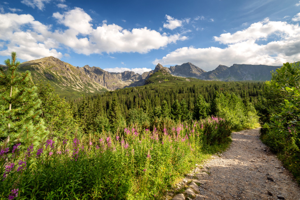 Vista das montanhas Tatras e flores coloridas em Gasienicowa
 - Foto, Imagem