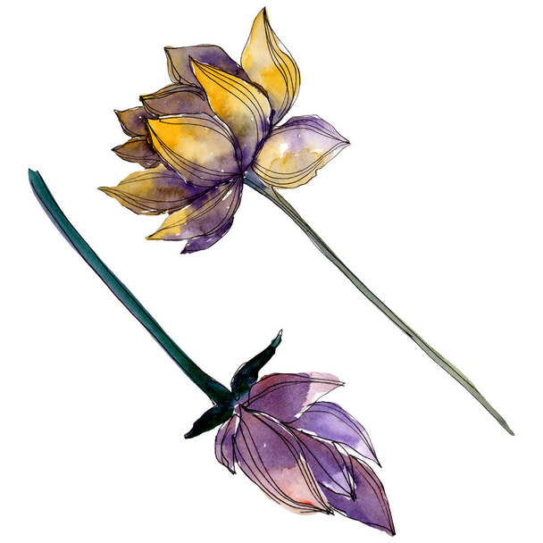 Lotus floral botanical flowers. Watercolor background illustration set. Isolated lotus illustration element. - Valokuva, kuva
