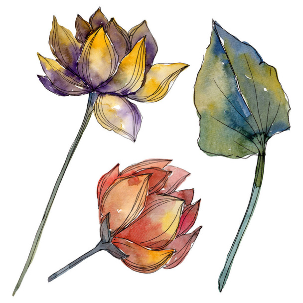 Lotus çiçek botanik çiçekler. Suluboya arka plan illüstrasyon seti. İzole lotus illüstrasyon elemanı. - Fotoğraf, Görsel
