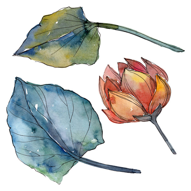 Αγριολούλουδα λουλουδιών Lotus. Σύνολο εικονογράφησης φόντου. Μεμονωμένο στοιχείο απεικόνισης Lotus. - Φωτογραφία, εικόνα