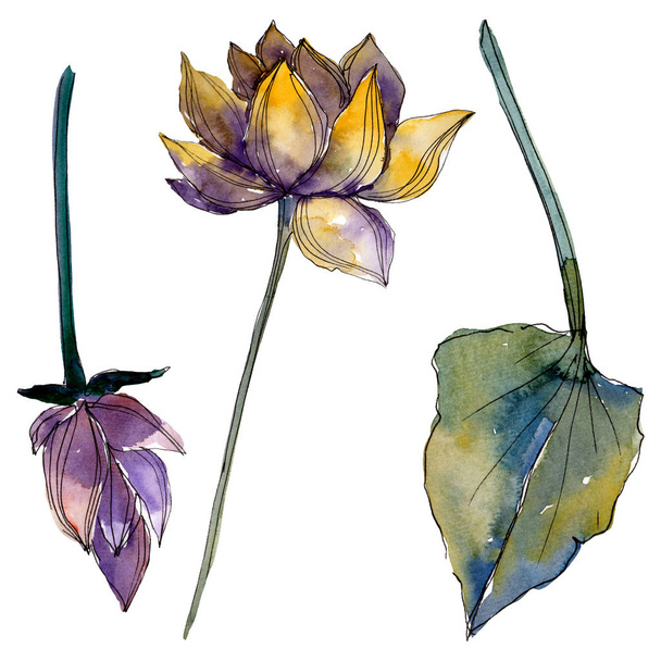 Lotus floral botanical flowers. Watercolor background illustration set. Isolated lotus illustration element. - Foto, imagen