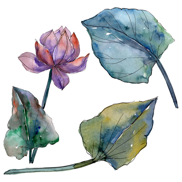 Květinové botanické květiny. Vodný obrázek pozadí-barevný. Izolovaný ilustrací prvku Lotus. - Fotografie, Obrázek