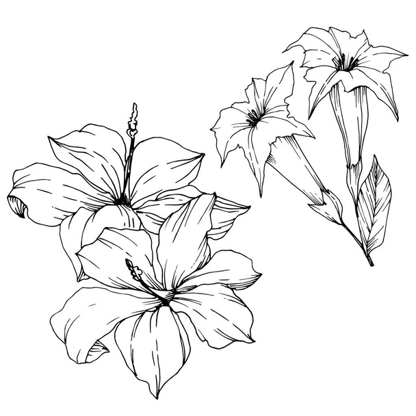 Το διάνυσμα τροπικά λουλούδια και φύλλα απομονωμένα. Μαύρο και άσπρο χαραγμένο μελάνι τέχνης. Μεμονωμένο στοιχείο απεικόνισης φυτών. - Διάνυσμα, εικόνα