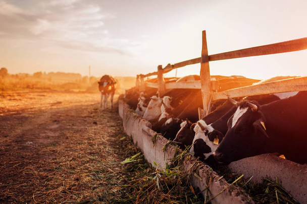 Коровы пасутся на ферме на закате. Еда и ходьба на свежем воздухе
. - Фото, изображение