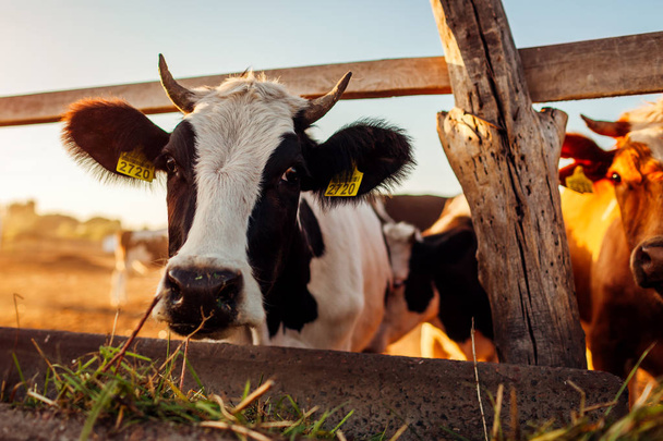 日没時に農場の庭で放牧する牛。屋外で食べたり歩いたりする牛. - 写真・画像