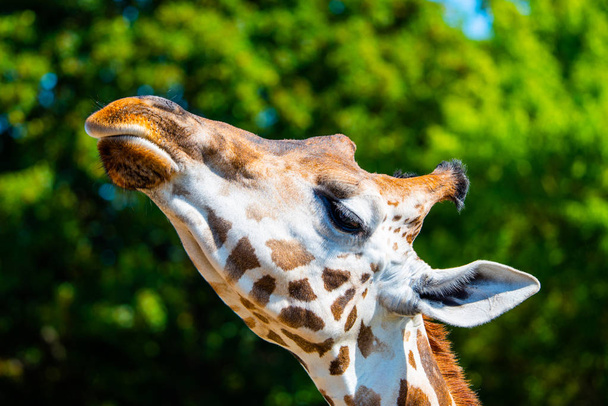 Giraffe head close-up. Deatiled view of african wildlife - Fotoğraf, Görsel
