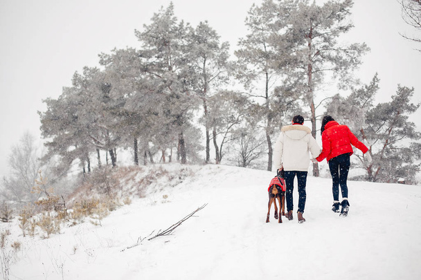 Milující pár procházky v zimním parku - Fotografie, Obrázek