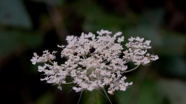 Bílá květina divoká mrkev v mírném větru (Daucus carota) - Záběry, video