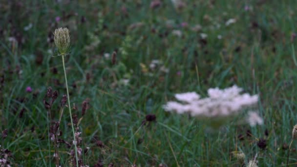 Carota selvatica dal germoglio alla fioritura, scaffale di messa a fuoco (carota di Daucus
) - Filmati, video