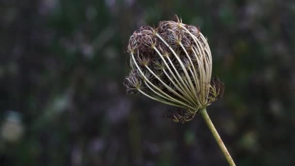 Wilde wortel sluiten rijpe zaden (Daucus peen) - Video