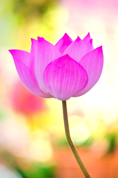 lotus krásném jeden Lotosový květ - Fotografie, Obrázek