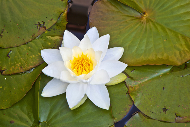 Japanese white lotus water lily - Foto, immagini