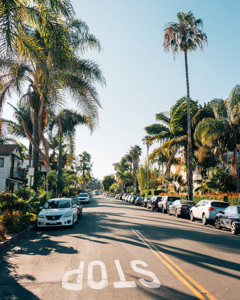 Palm trees on Chapala Street in Santa Barbara, California - Valokuva, kuva