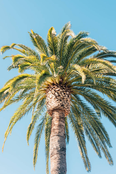 A palm tree in Santa Barbara, California - Фото, зображення