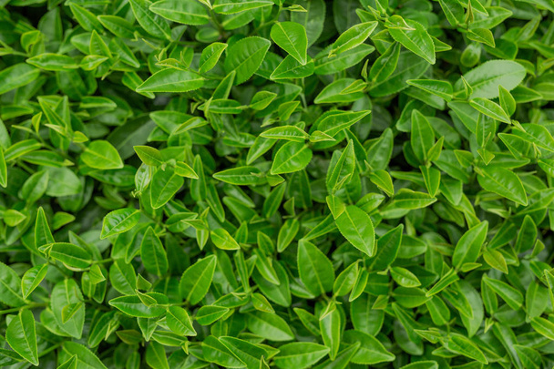 Green tea leaf background in tea plantations. - Foto, imagen