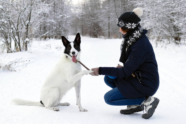 großer schwarz-weißer Hund gibt seiner Besitzerin auf winterlich verschneitem Waldboden eine Pfote. - Foto, Bild