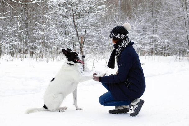 Big black-white dog is giving a paw its owner on a background of winter snowy forest. - Foto, immagini