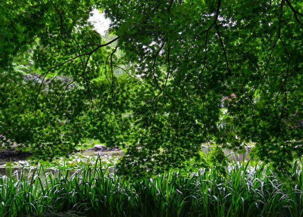 Πράσινα φύλλα και δέντρα το καλοκαίρι  - Φωτογραφία, εικόνα