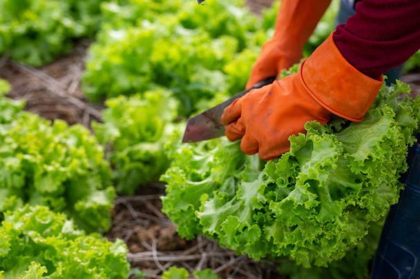 Κηπουροί που συλλέγουν λαχανικά στον κήπο του. - Φωτογραφία, εικόνα