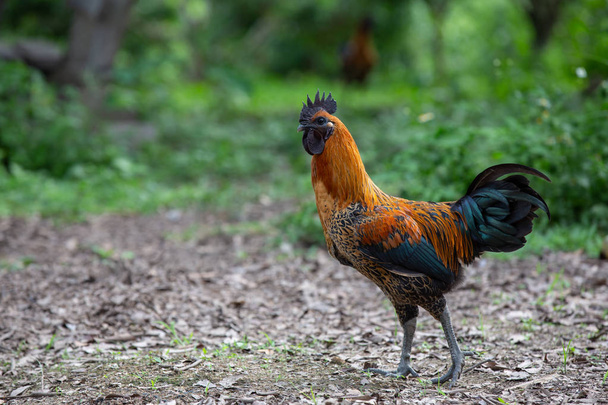 Adult chickens are walking around and have a natural green background. - Photo, Image