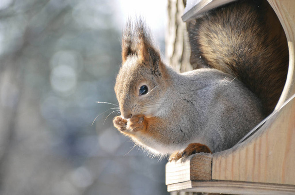 Pörröinen nuori orava istuu ruokinta kaukalo talvella metsässä, syö pähkinää
 - Valokuva, kuva