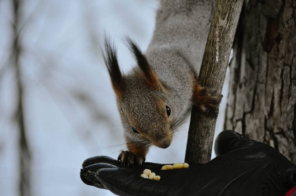Linda ardilla con piel gris comiendo nueces de la mano en el bosque de invierno
 - Foto, Imagen