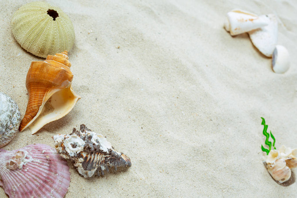 Summer concept with shells placed on the sand. - Φωτογραφία, εικόνα