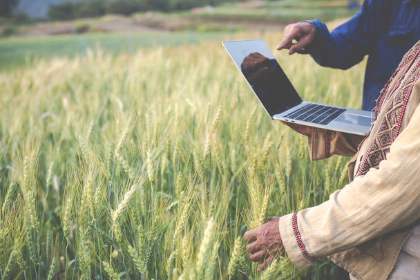 agriculture are examining the growth of barley and using modern concept tablets. - Foto, immagini