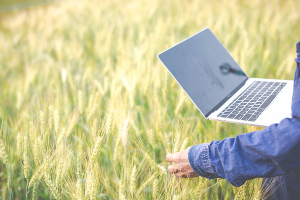 agriculture are examining the growth of barley and using modern concept tablets. - Photo, Image