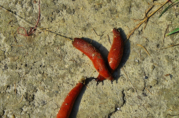 κόκκινο σαλιγκάρι στο δάσος - Φωτογραφία, εικόνα