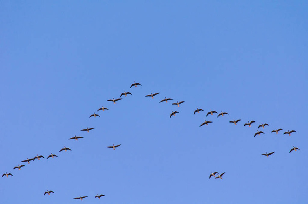 A flock of wild geese flying south - Фото, изображение