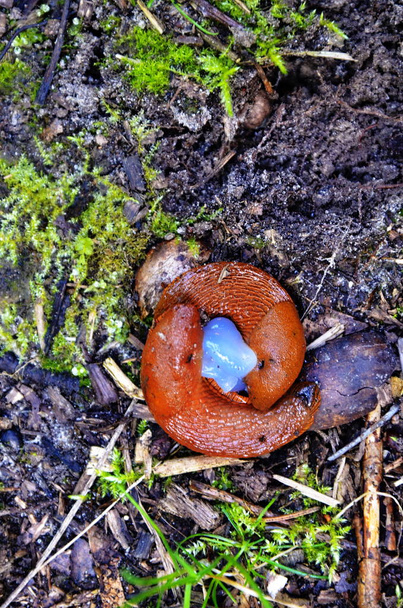 κόκκινο σαλιγκάρι στο δάσος - Φωτογραφία, εικόνα