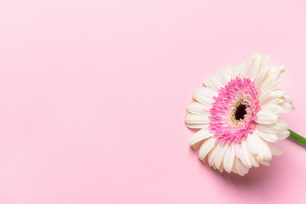 Piękny Gerbera kwiat na kolorowym tle - Zdjęcie, obraz