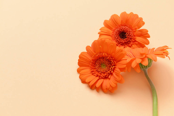 ベージュ色の背景にオレンジ色のガーベラの花のトップ ビュー ロイヤリティフリー写真 画像素材