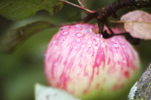 свіжі стиглі яблука на дереві крупним планом фото з краплями дощу
 - Фото, зображення