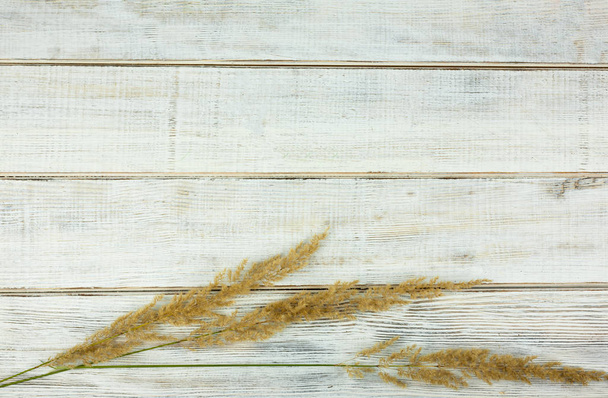 bianco tavola di legno sfondo physalis orecchie d'erba
 - Foto, immagini