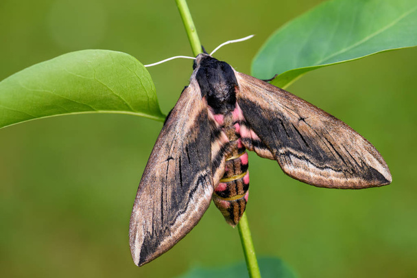 Polilla de Halcón Privet - Sphinx ligustri, beatiful large hawk-moth from European woodlands, Czech Republic
. - Foto, Imagen