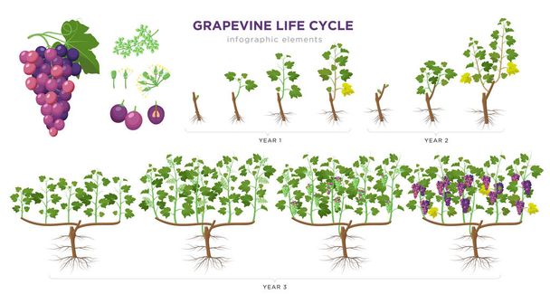 Réevinské pěstební etapy jsou infografické prvky v plochém designu. Proces výsadby v hroznovém 1-3 letech ze semen, prýtu, zlomu, květu, ovocné sady, veraison, sklizně, zralých vinných hroznů izolovaných. - Vektor, obrázek