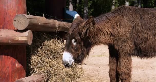 Curious donkey eating hay in a paddock in Skorino farm, Cyprus. Close-up portrait photo - Felvétel, videó