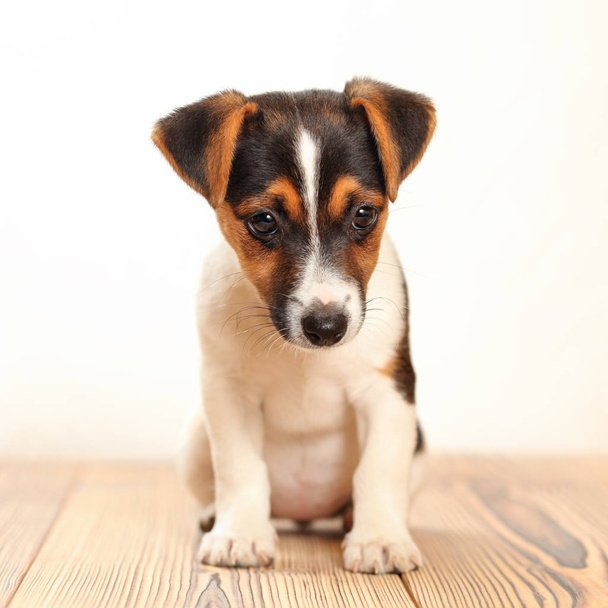 Jack Russell cucciolo terrier in piedi su tavole di legno, schiena bianca
 - Foto, immagini