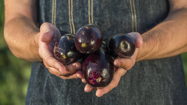 Les mains des agriculteurs tiennent quelques aubergines mûres et appétissantes. Légumes de votre jardin
 - Photo, image