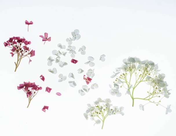 floral composition on white background - Fotoğraf, Görsel