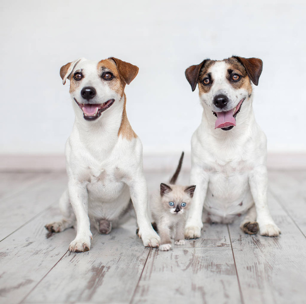 Smiling dogs with cat at white background - Photo, Image