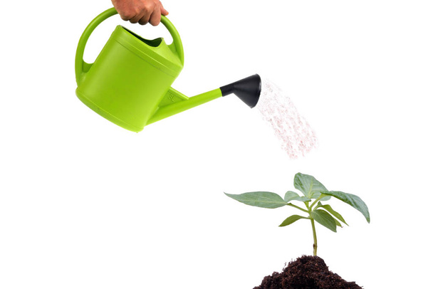 Bewässerung einer Pflanze aus nächster Nähe auf weißem Hintergrund - Foto, Bild