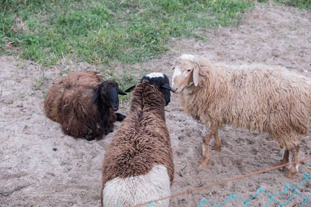 Schafe spazieren in der Voliere auf dem Hof. Ziegenschafe. feinhaarige Lämmer. Diese Tiere werden für Fleisch, Wolle, Milch, Fett, Häute und Experimente (Dolly-Schafe) aufgezogen. Sommer. Abend. - Foto, Bild