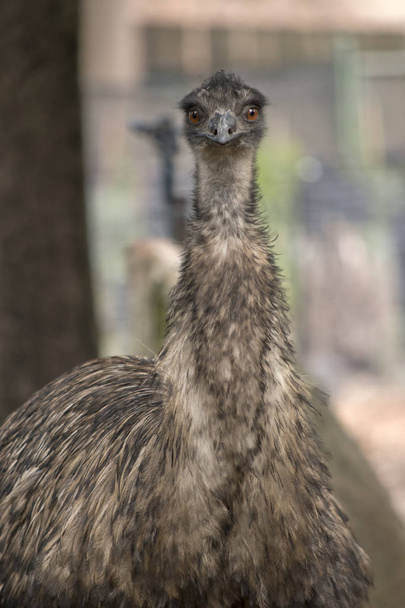 this is a close up of an emu - Фото, изображение
