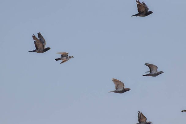 Летящие птицы на фоне неба
 - Фото, изображение