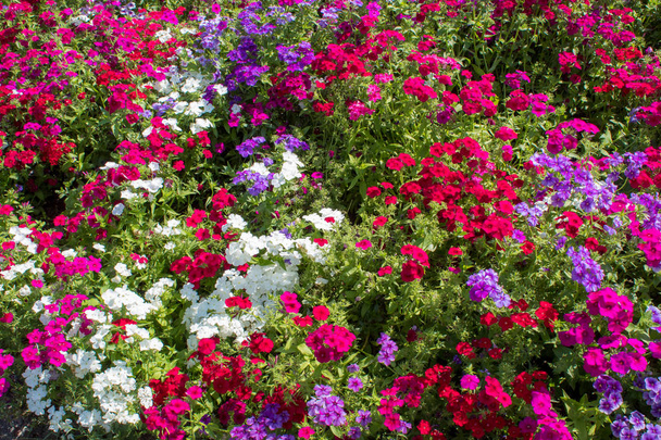 blühender Sommer bunte Wildblumen in den schönen Ecken des Botanischen Gartens in Europa. - Foto, Bild